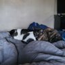Cats just in Space's profile picture