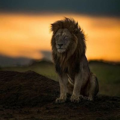 Naresh_15212's profile picture