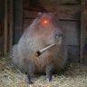 Extremely NORMAL Chigüire profil fotoğrafı