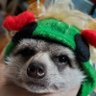 はな's profile picture