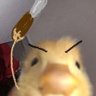 professorduck.'s profile picture