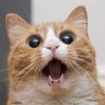 Profilbild von Amazed cat