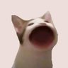 $POPCAT 的头像
