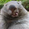 Profilbild von Ancient Song 🐻