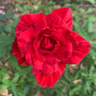 Flower Show's profile picture