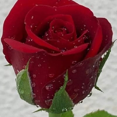 كبلز عربي ب عجمان's profile picture