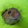 Profilbild von Mouse, Attic-Brained ‹:3~