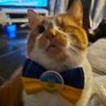 shark's profile picture