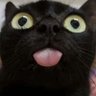 Gendhos's profile picture