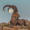 إبراهيم النشمي 的头像