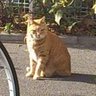 Фото профиля ヨっシー