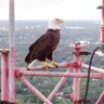Фото профиля Let Freedom Ring