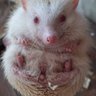 nasaktion's profile picture