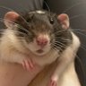 dr. rattus flattus 🐀 🐀 🐀 , she/they 的头像