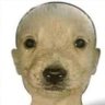 Profilbild von Fábio