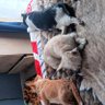 Profilbild von Oreo, Odie, Pixie