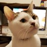 Profilbild von かずや/しろねこ整体院