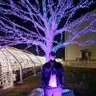 でんこ's profile picture