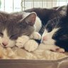 Фото профиля ぱち🐾猫初心者