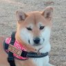 柴犬 ゆづ's profile picture