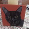 Benny the cat's profile picture
