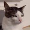 tonyAJ's profile picture