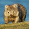 Фото профиля El Wombat