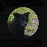 Mona Amidriver's profile picture