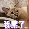 哈哈灬哥哥 的头像