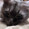 Profilbild von TomyAt(鞄鯖)