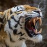 Profilbild von 🐅 🇹🇷🇵🇸
