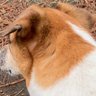 JRT🐕💚🩷's profile picture