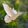 WhiteDove 的头像