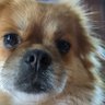 UnfilteredVoice's profile picture