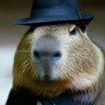 Фото профиля Capivara_Agiota