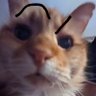 wolfper profil fotoğrafı