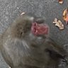 ううううううきき's profile picture