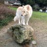 WillowtheWolfie 🇨🇦 profil fotoğrafı