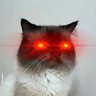 Profilbild von The Crypto Cat