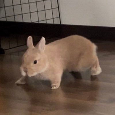 ᴿᴼᴬ's profile picture