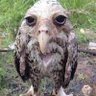 owl's profile picture