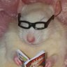 rat 的头像