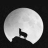Meuuuu's profile picture