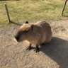きつね's profile picture