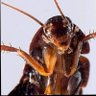 Фото профиля Daddy roach