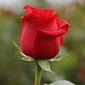 Rose's profile picture