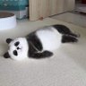 s o o n 🪶🐼 的头像