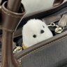 Profilbild von 鈴谷しげのり