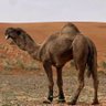 جمران الروقي 的头像