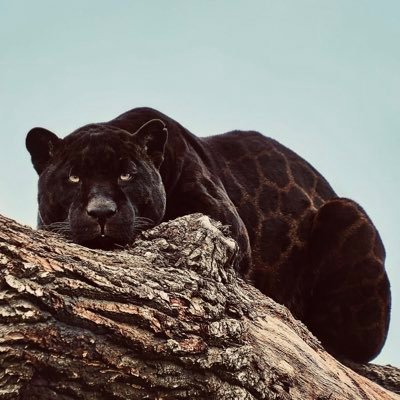 Akanniofdworld's profile picture